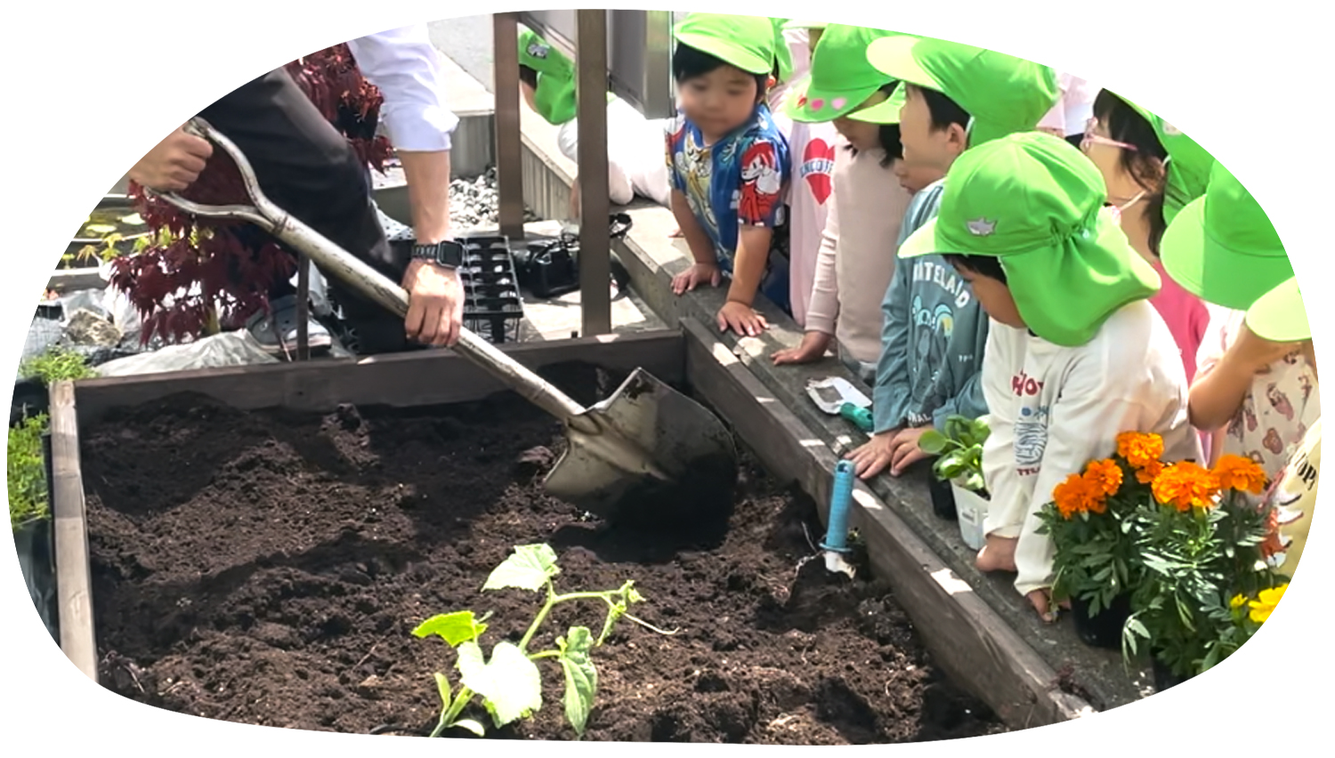 夏のお野菜を育てよう|保育園食育授業