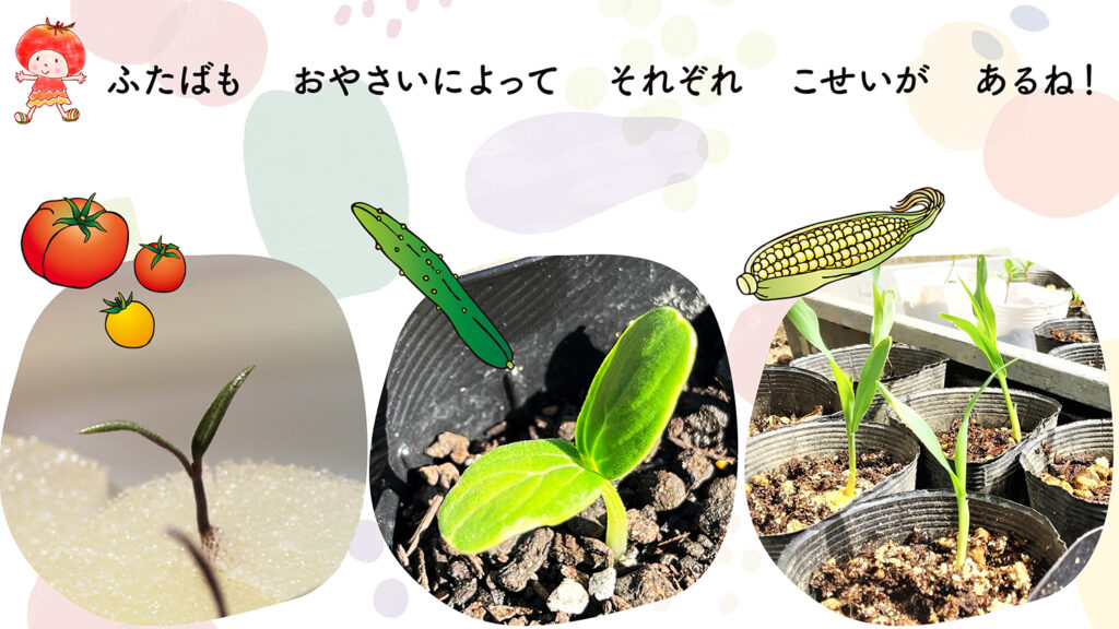 こどもおりょうりラボ｜保育園食育授業｜野菜を育てよう